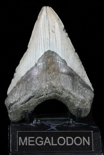 Megalodon Tooth - North Carolina #59188